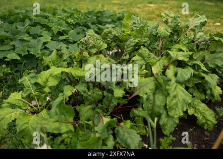 Young onion, beets in vegetable permaculture cultivation. Eco-friendly backyard garden, vegetable garden.Beet vegetable grows in the garden in the Stock Photo