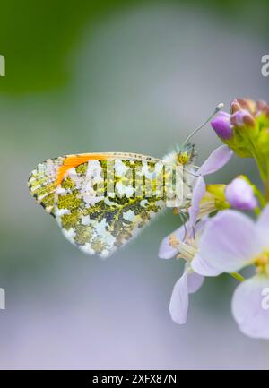 Orange-tip butterfly (Anthocharis cardamines), male on Cuckooflower (Cardamine pratensis). Brackagh Moss National Nature Reserve, Portadown, County Armagh, Republic of Ireland. May. Stock Photo