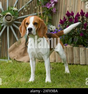 beagle Stock Photo