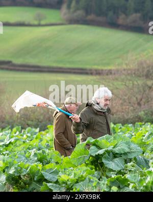 beaters on a pheasant shoot in cover crop Stock Photo