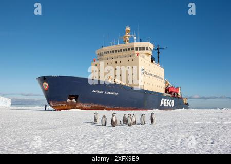 Emperor penguins (Aptenodytes forsteri) on sea ice in front of Russian icebreaker Kapitan Khlebnikov, Cape Washington, Ross Sea, Antarctica. Stock Photo