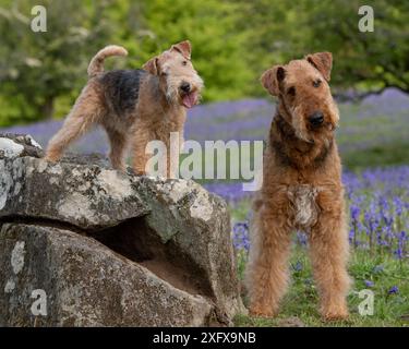 Lakeland Terrier and Airedale Terrier Stock Photo
