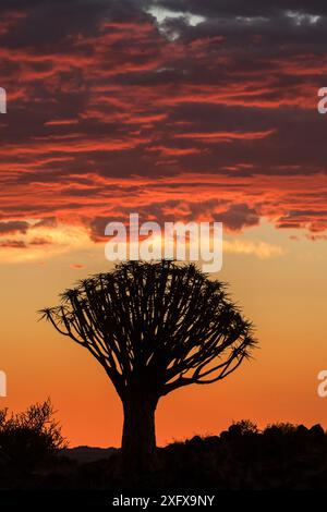 Quiver tree silhouetted at sunset (Aloidendron dichotomum) Quiver Tree Forest, Keetmanshoop, Namibia. Stock Photo