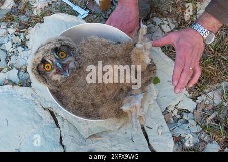 Eagle owl (Bubo bubo) chick on scales during ringing session. Netherlands. February 2016. Stock Photo