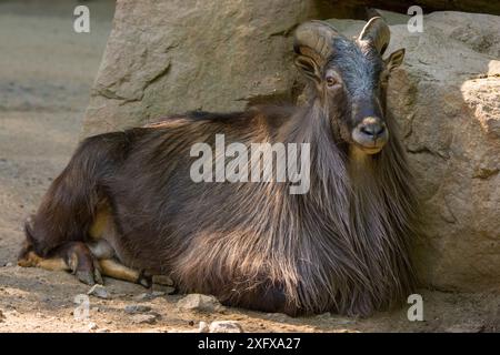 Himalayan tahr (Hemitragus jemlahicus) male. Captive, Netherlands. Stock Photo