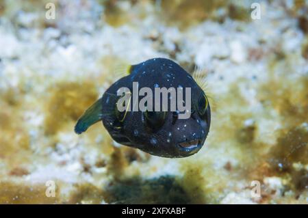 Juvenile of a Whitespotted puffer (Arothron hispidus) Puerto Galera, Philippines. Stock Photo