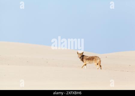 Coyote (Canis latrans) on sand dune, Bahia Magdalena, Baja California Peninsula, Mexico, June Stock Photo