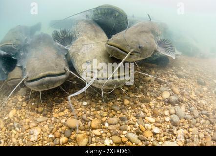 Group of Wels catfish (Silurus glanis) gathering on the bottom of the River Rhone, France. June. Stock Photo