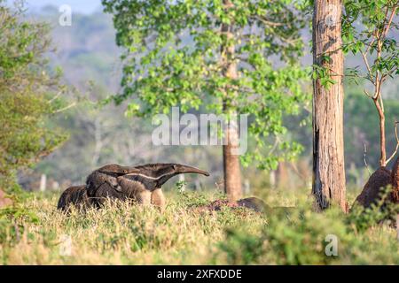 Giant anteater (Myrmecophaga tridactyla), female carrying infant on back. Caiman Ecological Refuge, Southern Pantanal, Moto Grosso do Sul, Brazil. September 2017. Stock Photo