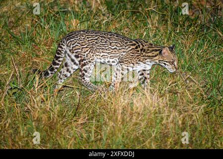 Ocelot (Leopardus pardalis) foraging in grassland at night. Caiman Ecological Refuge, Southern Pantanal, Moto Grosso do Sul, Brazil. Stock Photo