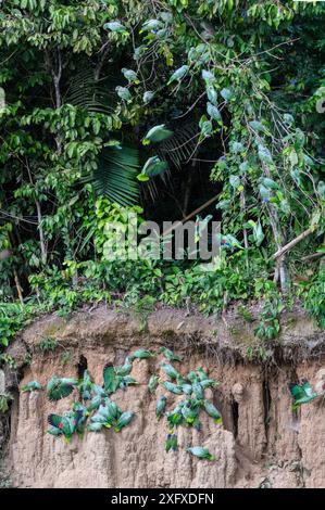 Mealy parrot (Amazona farinosa) and Blue-headed parrot (Pionus menstruus) flock feeding at wall of clay lick and perching above in trees. Manu Wildlife Center, Manu Biosphere Reserve, Amazonia, Peru. November 2017. Stock Photo