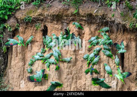 Mealy parrot (Amazona farinosa) and Blue-headed parrot (Pionus menstruus) flock feeding at clay lick. Manu Wildlife Center, Manu Biosphere Reserve, Peru. Stock Photo