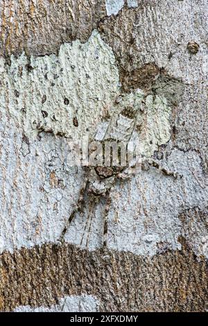 Tree Manu Katydid (Tettigoniidae), Manu Biosphere Reserve, Amazonia, Peru ...