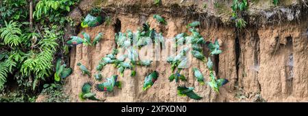 Mealy parrot (Amazona farinosa) and Blue-headed parrot (Pionus menstruus) flock feeding at clay lick. Manu Wildlife Center, Manu Biosphere Reserve, Peru. Stock Photo