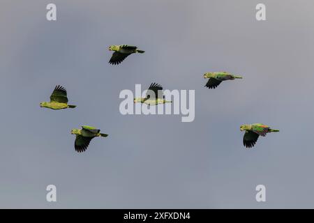 Mealy parrot (Amazona farinosa) flock of six flying towards clay lick. Manu Wildlife Centre, Manu Biosphere Reserve, Amazonia, Peru. Stock Photo