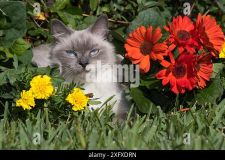 Ragdoll cat amongst flowers in garden. Sarasota, Florida, USA. Stock Photo