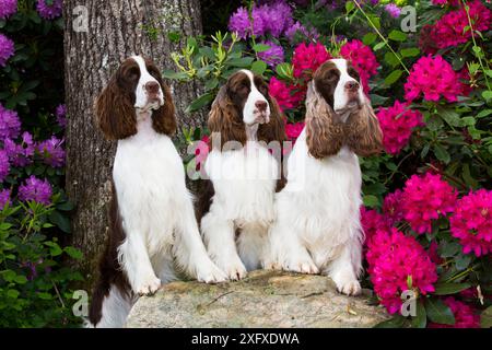 English springer spaniel, three standing with front legs on rock, Rhododendron flowers in background. Haddam, Connecticut, USA. June. Stock Photo
