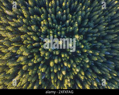 Coniferous forest, aerial view. High Coast World Heritage Site, Vasternorrland, Sweden. August, 2018. Stock Photo