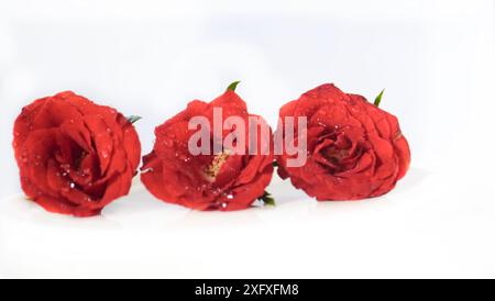 Three red roses are on a white background. The roses are drooping and appear to be wilted Stock Photo