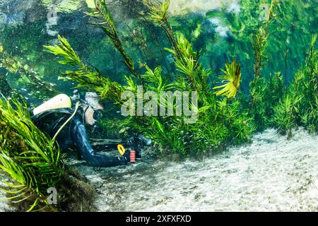 Scuba diver exploring a natural karst spring with clear water, Bonito, Mato Grosso do Sul, Brazil Stock Photo
