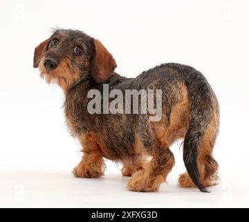 Wire haired Dachshund looking over shoulder. Stock Photo