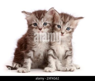 Silver tabby kittens, Freya and Blaze, age 4 weeks. Stock Photo