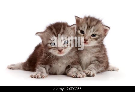 Silver tabby kittens, Freya and Blaze, 2 weeks. Stock Photo