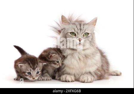 Silver tabby mother cat and two kittens, Freya and Blaze, age 2 weeks. Stock Photo