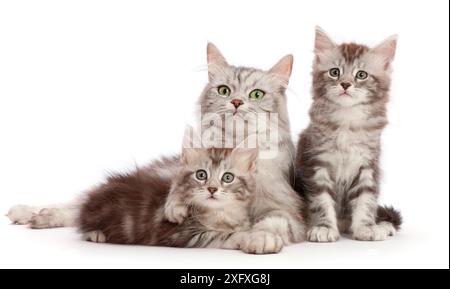 Silver tabby cat, Shimmer, with her two kittens, Freya and Blaze, age 7 weeks. Stock Photo