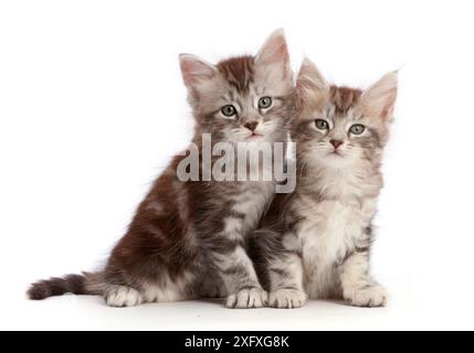 Silver tabby kittens, Freya and Blaze,age 6 weeks. Stock Photo