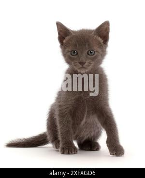 Blue kitten, portrait. Stock Photo
