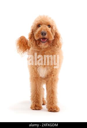 Australian Labradoodle, standing Stock Photo