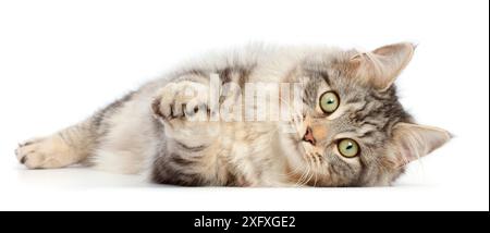 Silver tabby cat, Freya, age 5 months, lying on her side with clasped paws. Stock Photo