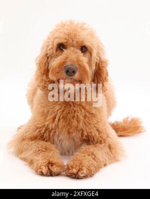 Australian Labradoodle. Stock Photo