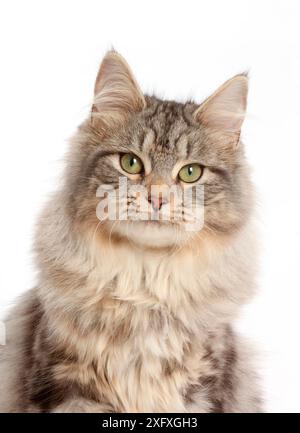Silver tabby cat, Freya, age 6 months, portrait. Stock Photo