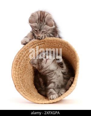 Silver tabby kittens, Freya and Blaze, age 9 weeks, playing with a wicker basket. Stock Photo