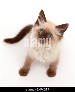 Ragdoll-cross kitten, age 8 weeks, sitting and looking up. Stock Photo