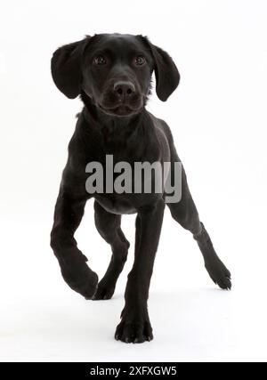 Black labrador retriever out walking carrying a blue ball - John Gollop ...