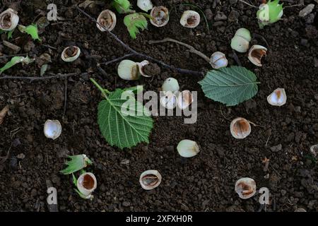 Hazel nut (Corylus avellana) cases on forest floor, broken by grey squirrel. Dorset, UK August. Stock Photo