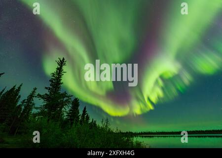 Aurora Borealis display above conifers and Polar Lake. Near Great Slave Lake, Northwest Territories, Canada. September 2018. Stock Photo