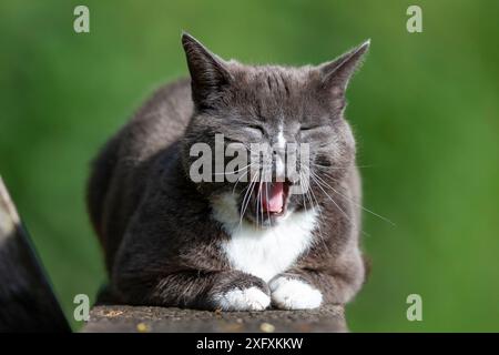 Close up of a cute, grey pet cat isolated outdoors sitting on a park bench looking very sleepy and yawning in the sunshine. Funny animals! Stock Photo