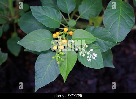 Pigeonberry, Rougeplant, Baby Peppers, Bloodberry or Coralito, Rivina humilis, Petiveriaceae. Tropical Americas. Stock Photo