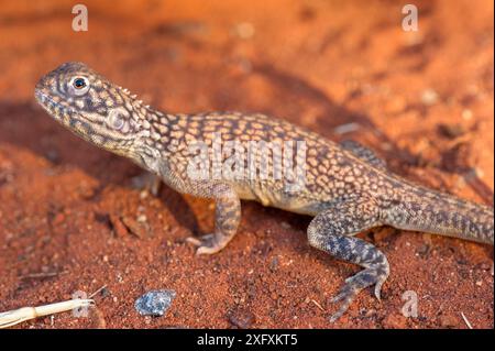 Central netted ground dragon (Ctenophorus nuchalis) basking in evening light. Kings Canyon, Watarrka National Park, Northern Territory, Australia. Stock Photo