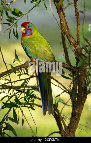 Crimson rosella (Platycercus elegans) juvenile perched in tree. Yarra Ranges, Victoria, Australia. Stock Photo