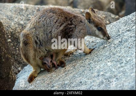 Mareeba rock wallaby (Petrogale mareeba) female with joey in pouch. Granite Gorge Nature Park, near Mareeba, North Queensland, Australia. Stock Photo