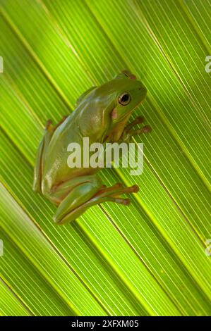 Australian green tree frog (Litoria caerulea) camouflaged on Palm leaf. Lake Argyle, Kununurra, Western Australia. Stock Photo