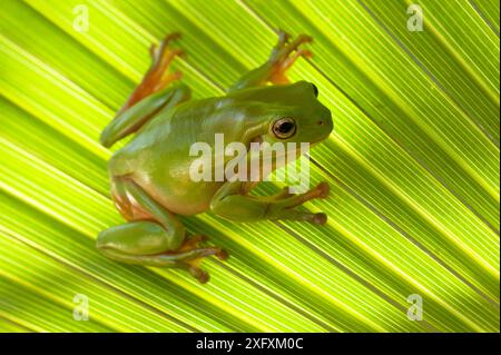 Australian green tree frog (Litoria caerulea) camouflaged on Palm leaf. Lake Argyle, Kununurra, Western Australia. Stock Photo