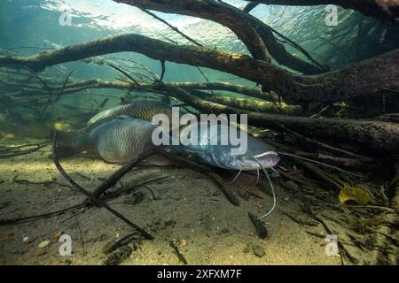 Wels catfish (Silurus glanis) and Common carp (Cyprinus carpio), three on riverbed amongst branches, River Loire, France. October. Stock Photo