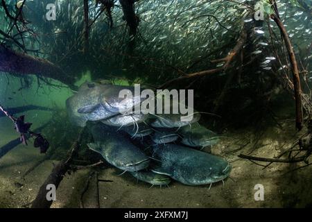 Wels catfish (Silurus glanis), nine on riverbed, shoal of fish in background. River Loire, France. October. Stock Photo