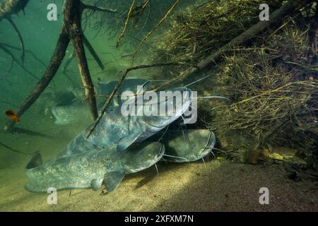 Wels catfish (Silurus glanis), group on riverbed, River Loire, France. October. Stock Photo